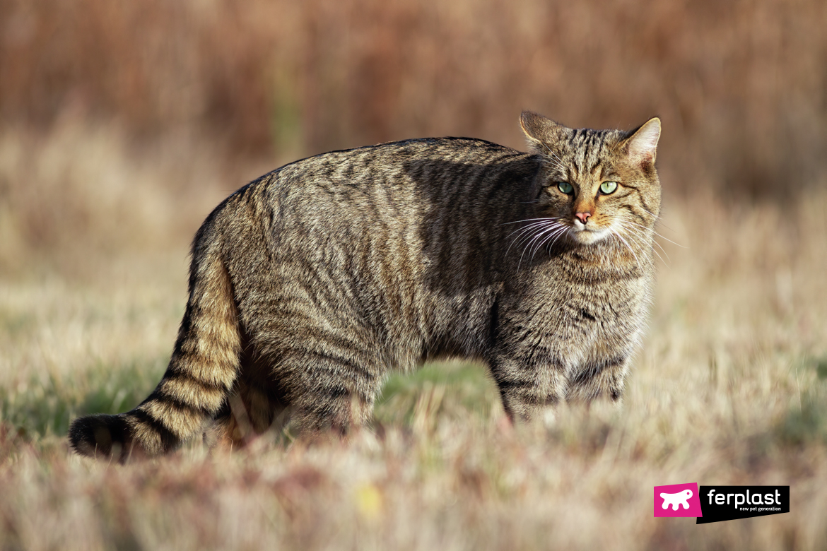 Wildcat on the grass