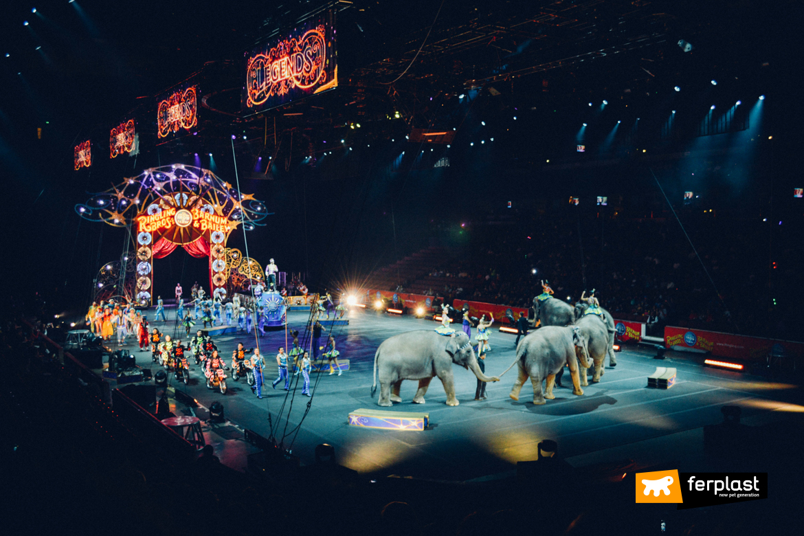 Elefanti in uno spettacolo circense