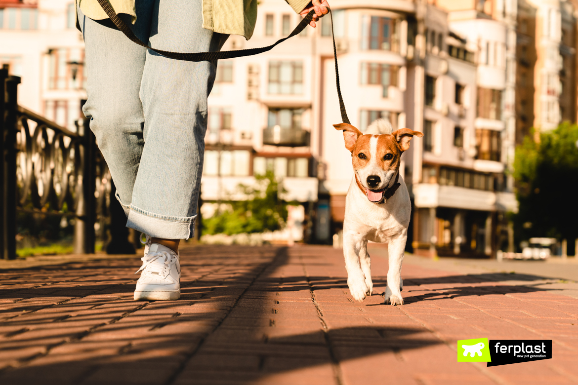 Cão adotado e novo dono em caminhadas