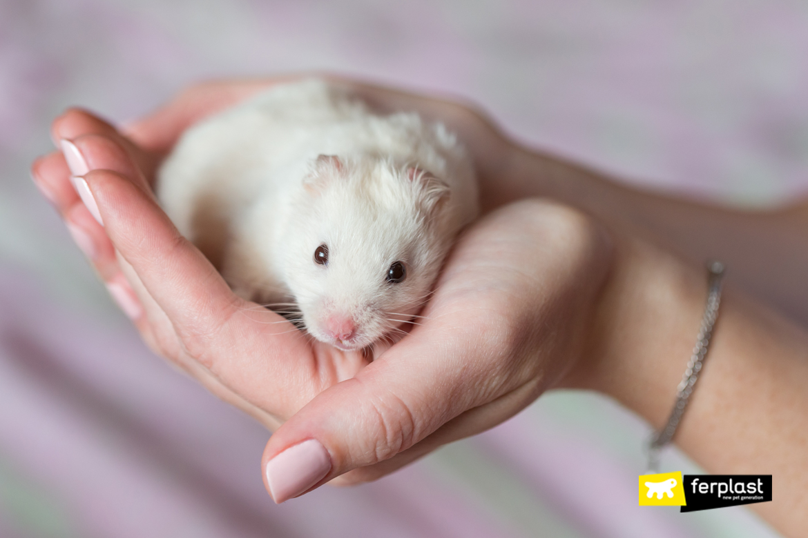 Hamster branco na mão