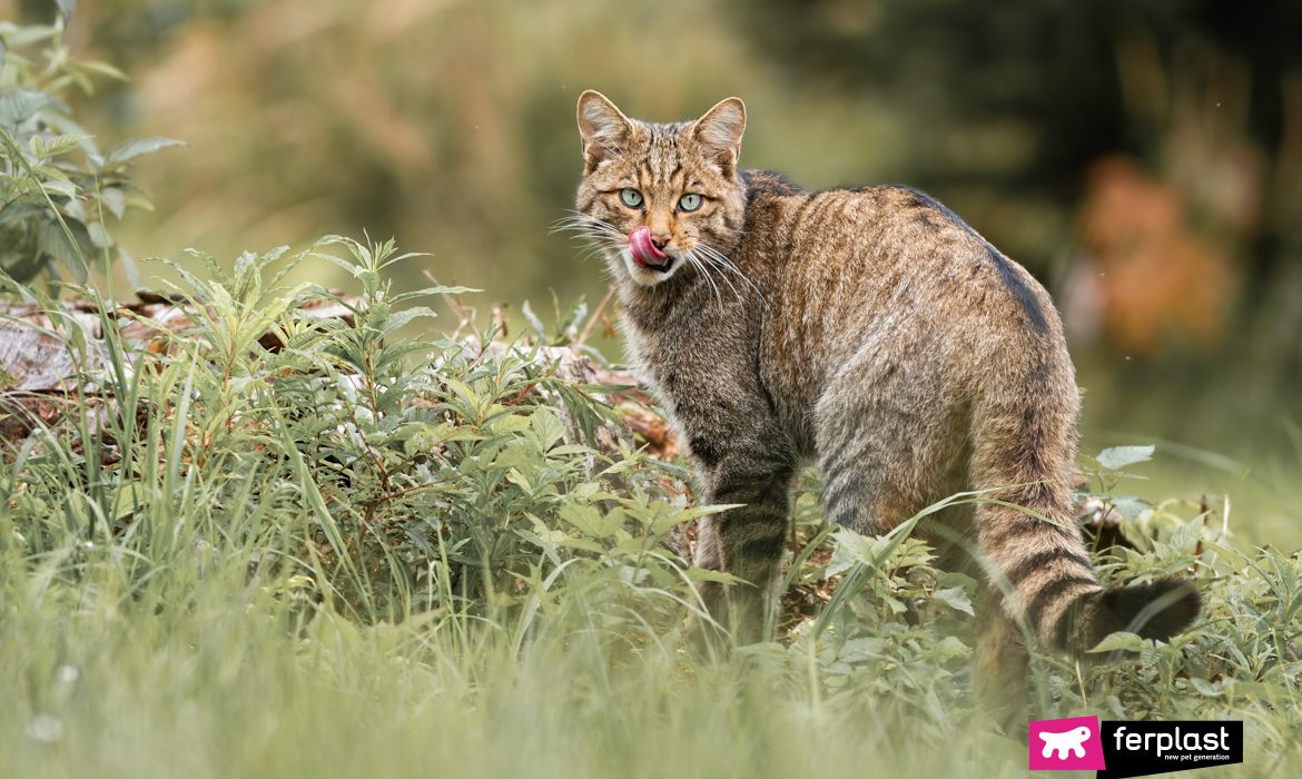 Gatto selvatico in mezzo alla natura