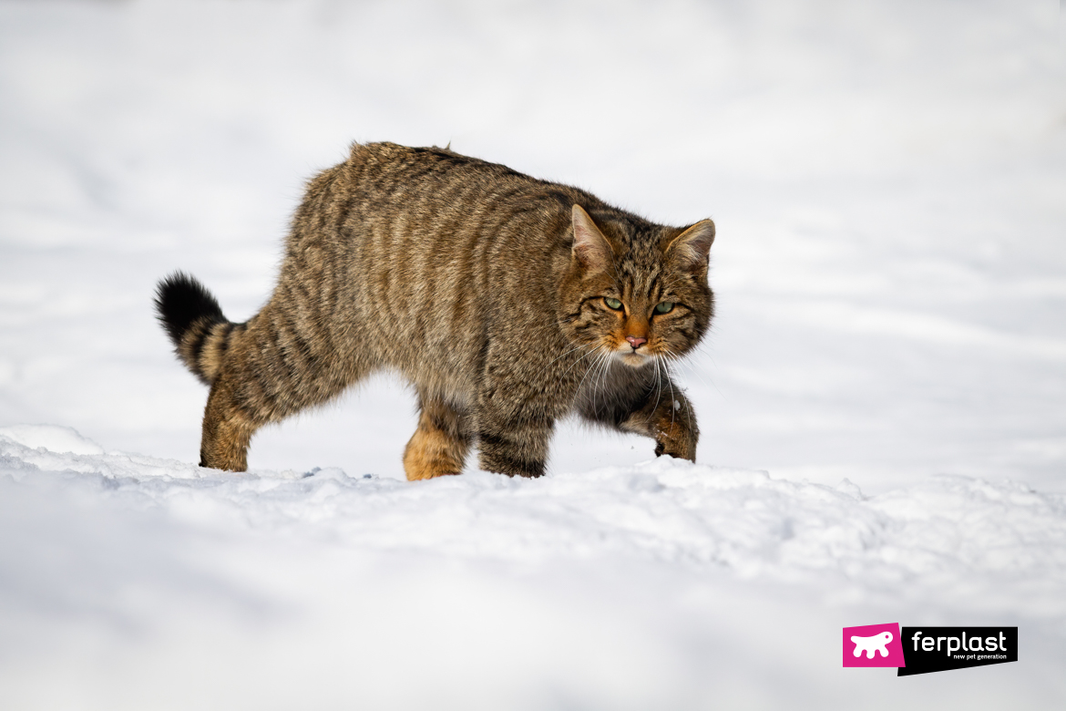 Gatto selvatico in mezzo alla neve