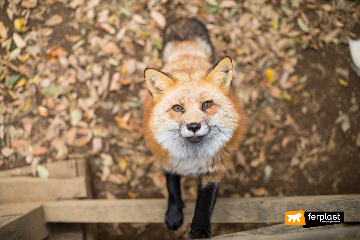 Fox portrait