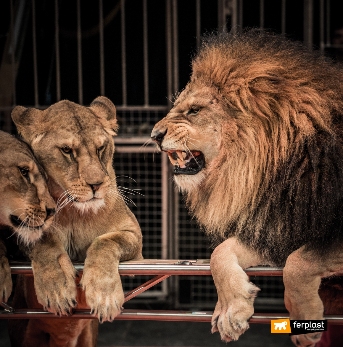 Lions in circus