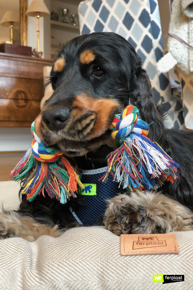 Cão brinca em casa com cordas trançadas por Ferplast