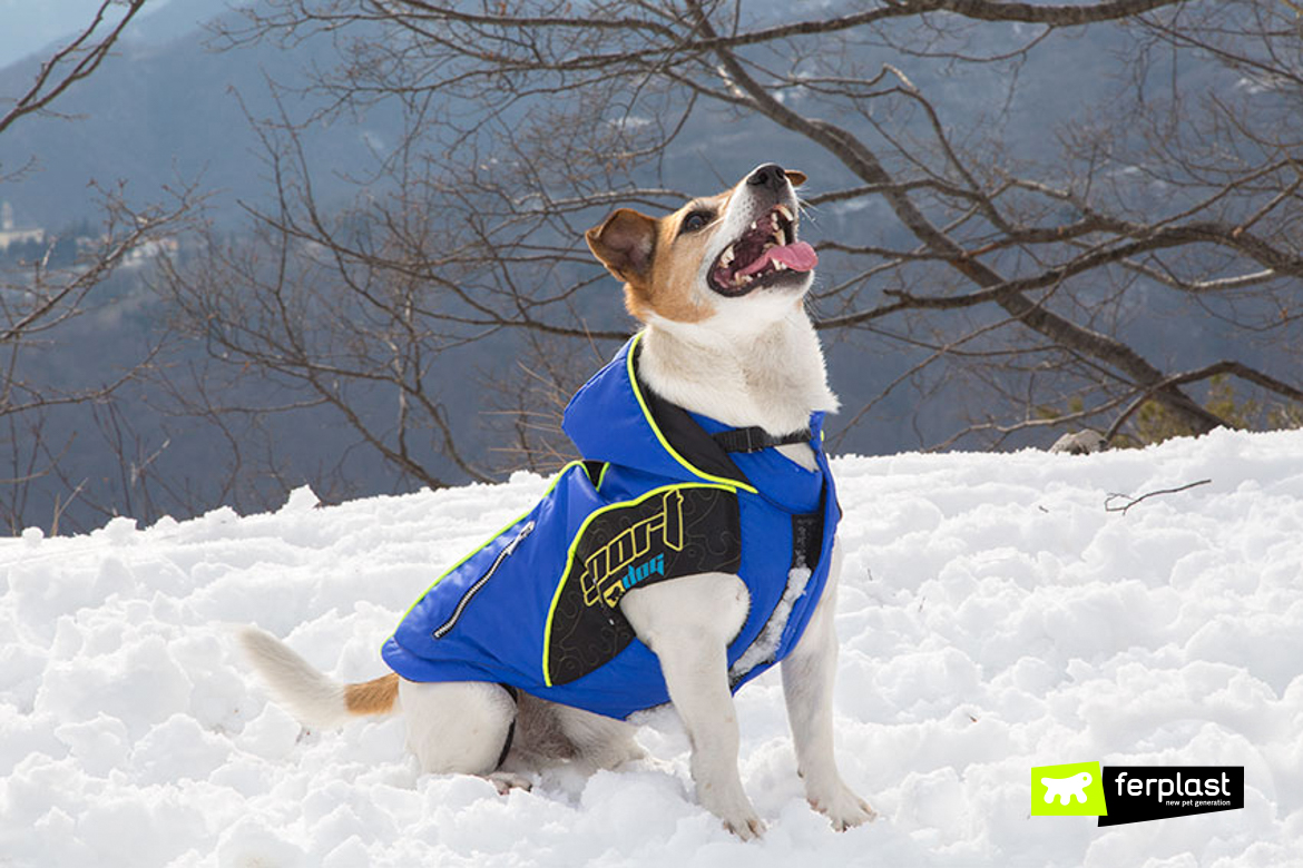 Dog in the snow with Ferplast coat