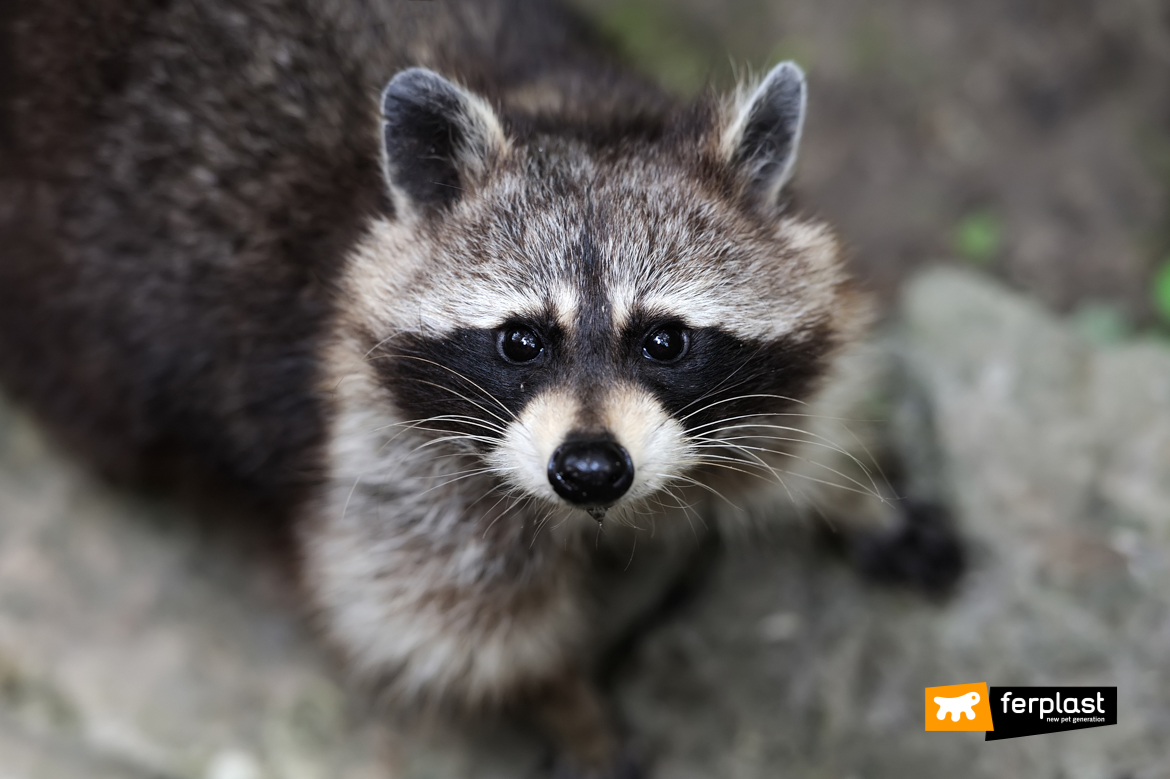 Raccoon portrait