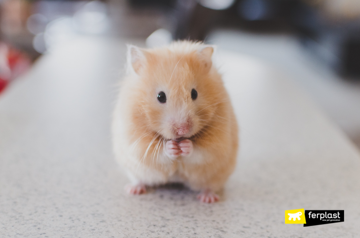 Brown hamster in pose