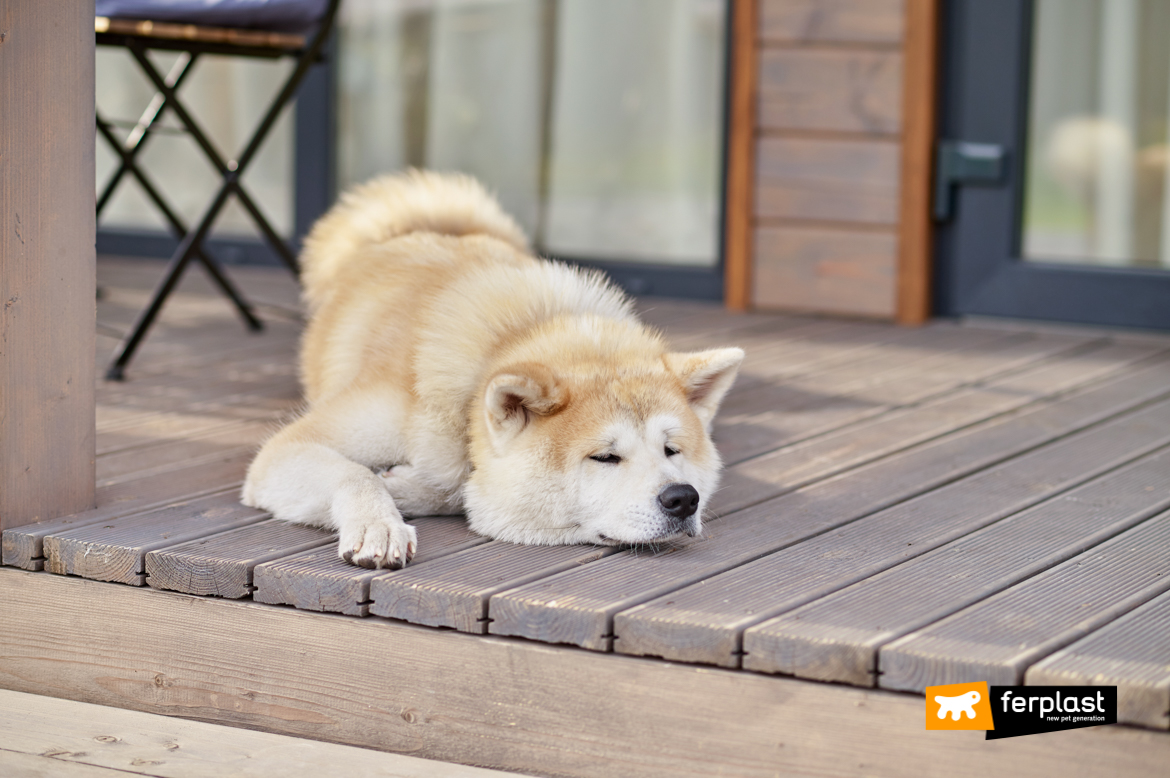 Cão dormindo ao ar livre durante o inverno