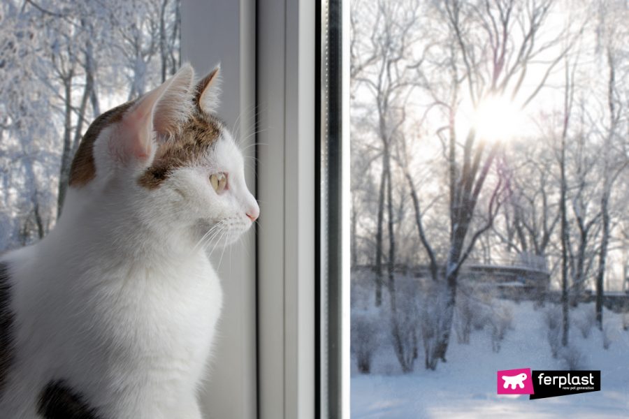 Gatto guarda dalla finestra il paesaggio invernale