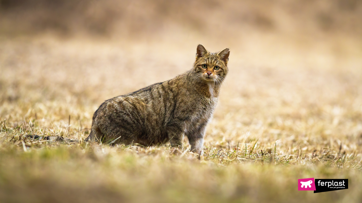 Gatto selvatico nella radura