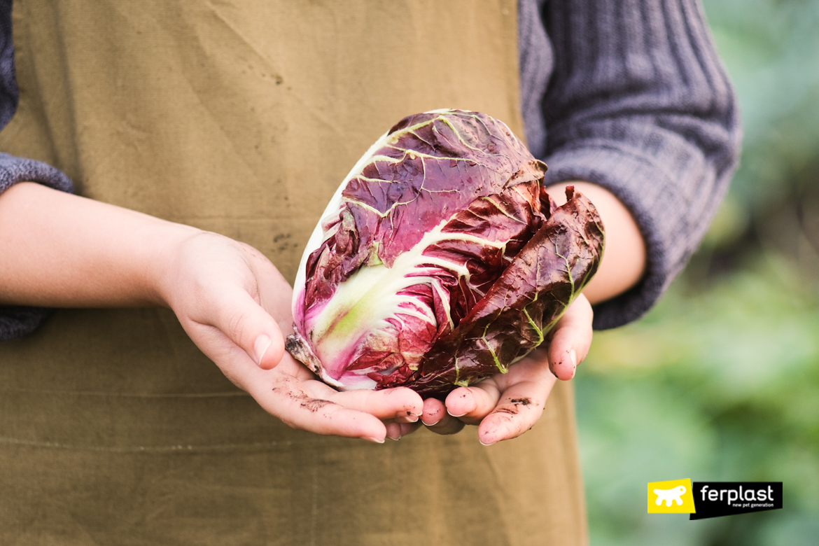 Radicchio on woman's hands