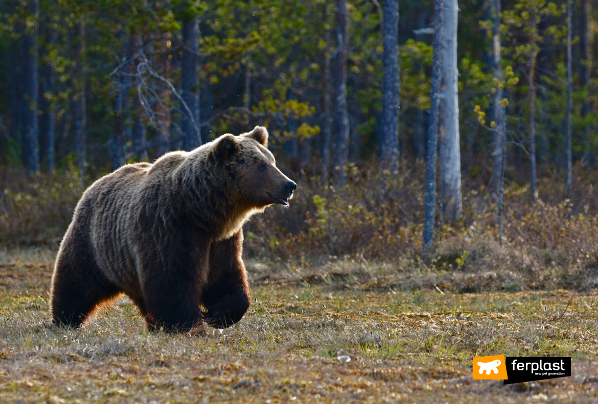 Orso in mezzo al prato