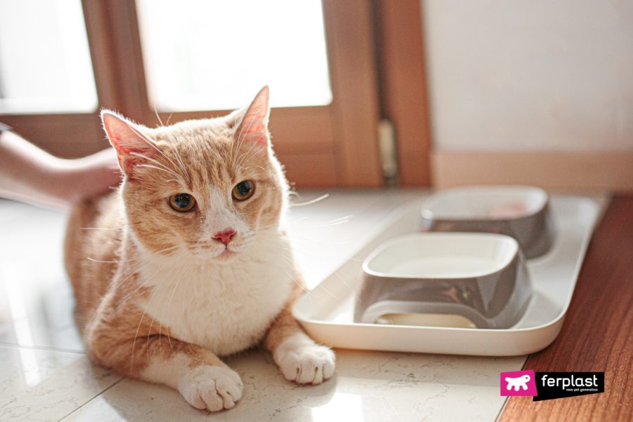 How Does Cat Diet Change In Winter?