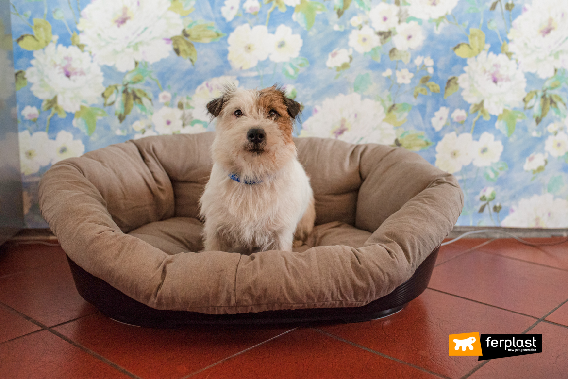 Jack Russel in Ferplast bed