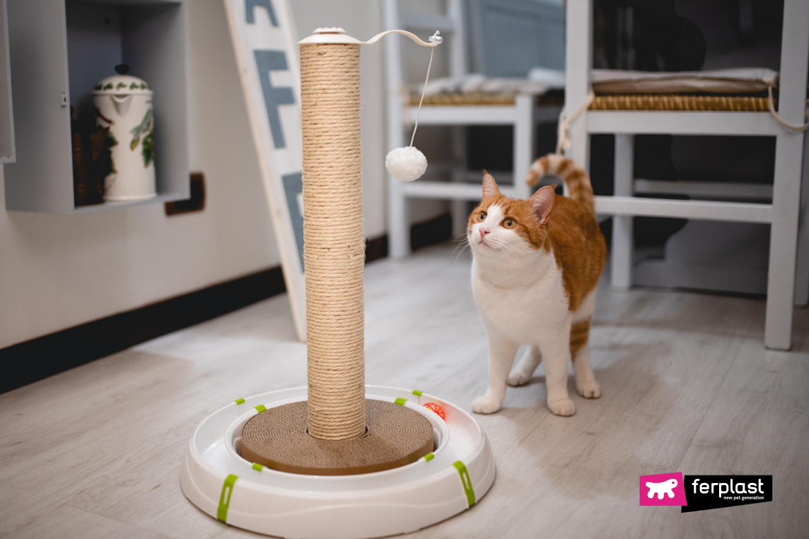 Red cat plays with Ferplast scratching post