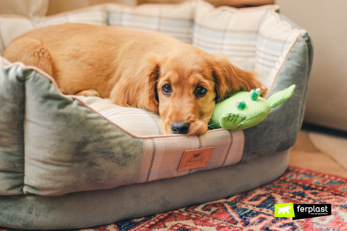 Dog at home in Ferplast kennel