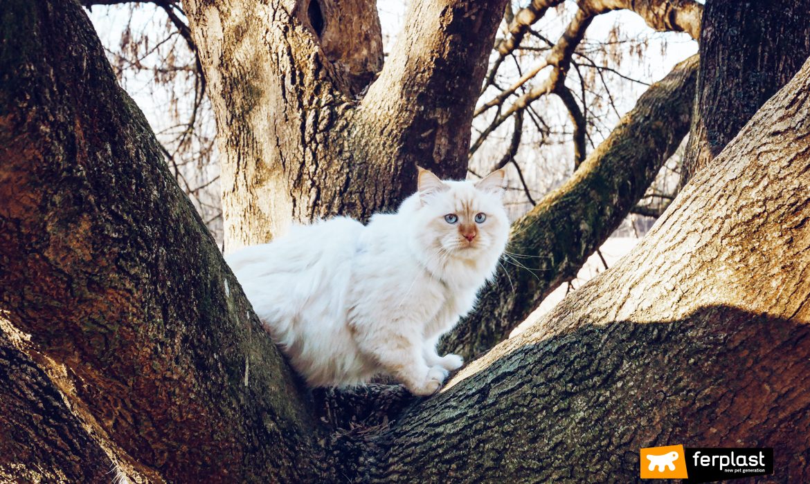 Gatto bianco in mezzo alla natura