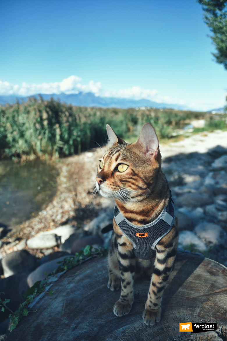 Cat in the nature with Ferplast harness