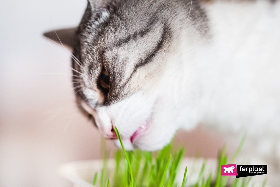 Gatto mentre mangia l'erba