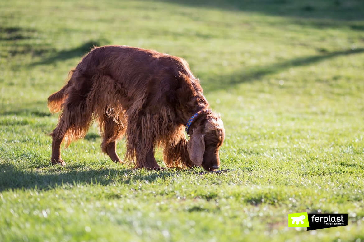 Cane sull'erba durante la passeggiata