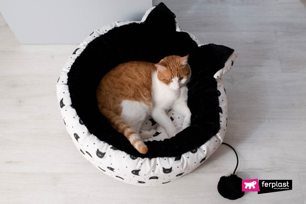 Cat sleeps in Ferplast bed