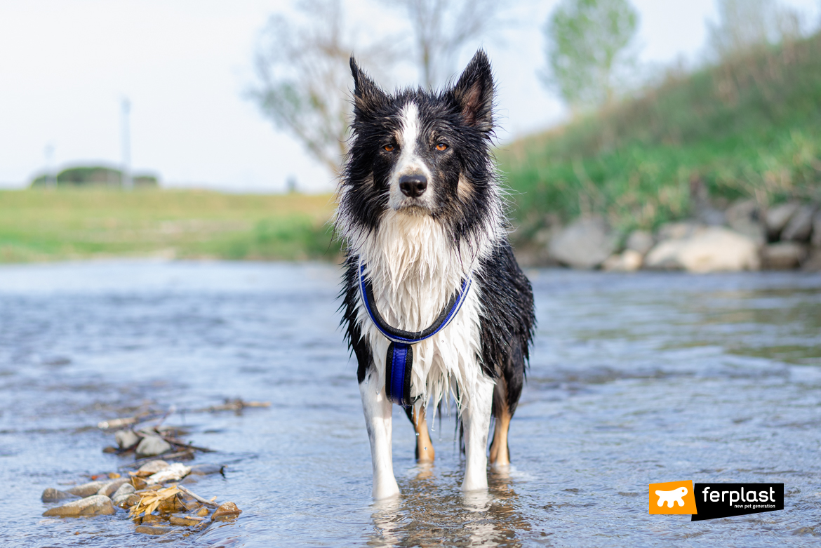 Dog in the river with Ferplast harness
