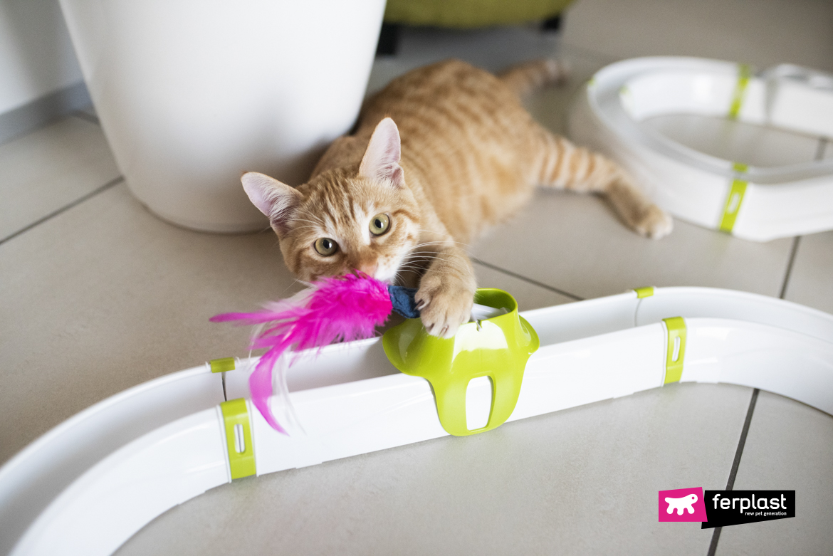 Cat is playing with Ferplast Clever & Happy toy