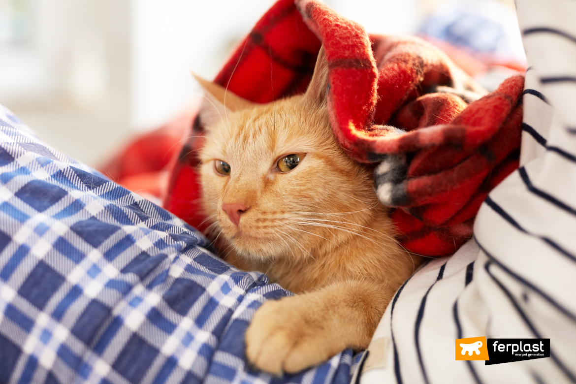 Gato vermelho debaixo das cobertas dentro da casa