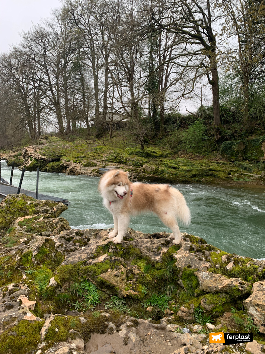 Cane in riva al fiume