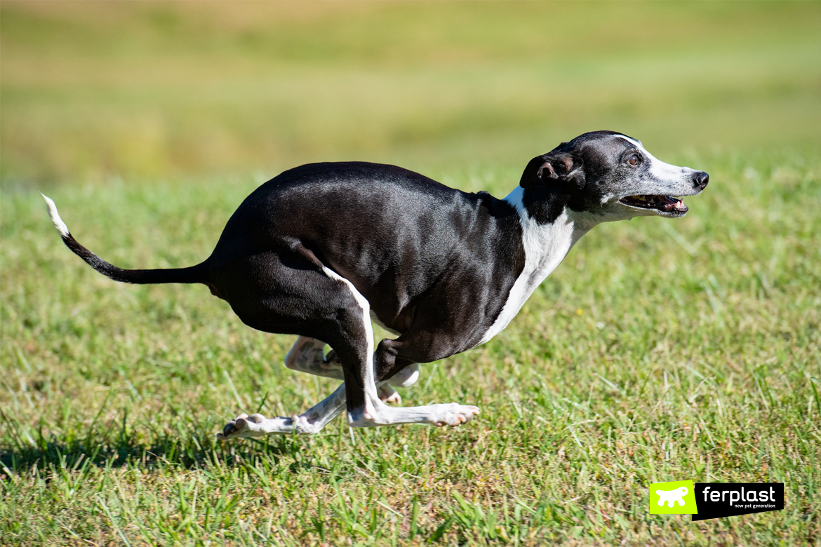 Black and white Spanish greyhound is running on the grass