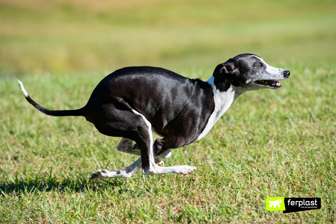 Galgo espanhol preto e branco correndo no prado