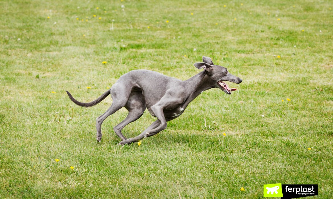Grey Spanish Greyhound correndo no prado