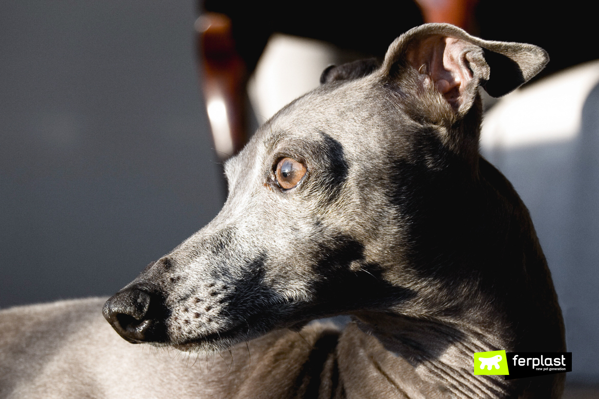 Retrato de um galgo preto espanhol