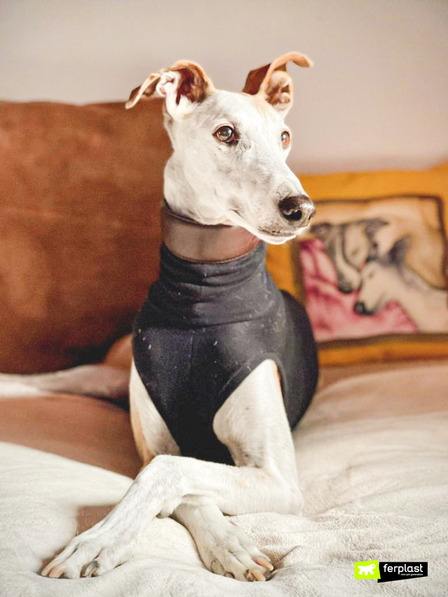 Spanish greyhound adopted in an volunteer association