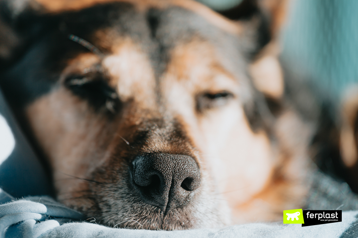 Detail of dog nose during a nap