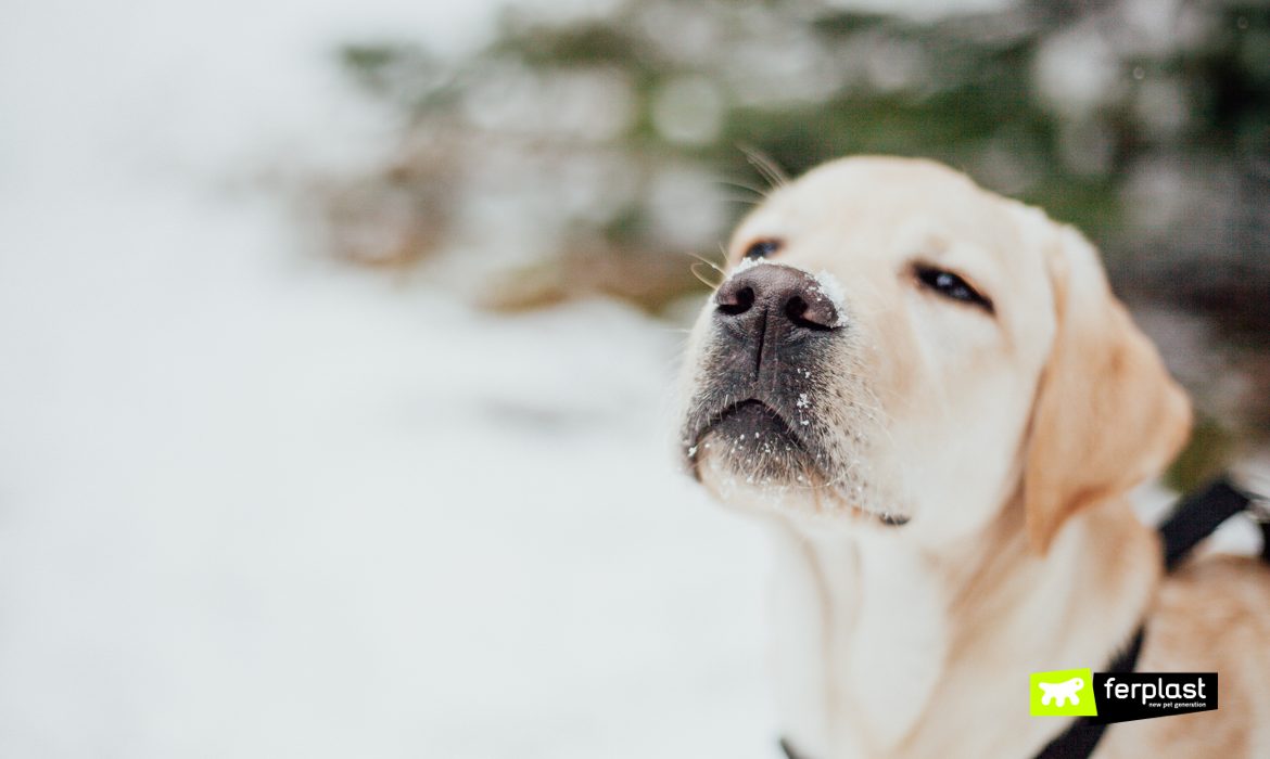 Primo piano di cane sulla neve