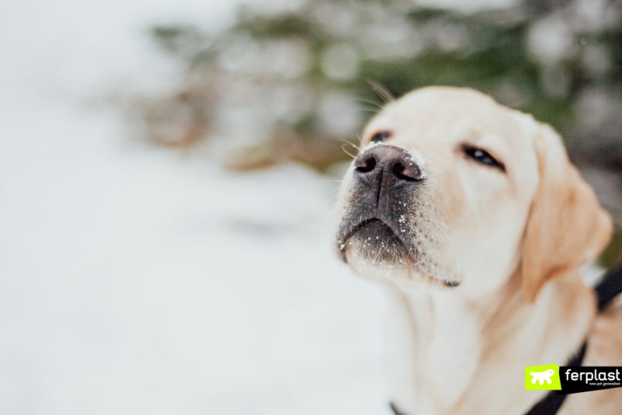 Primo piano di cane sulla neve