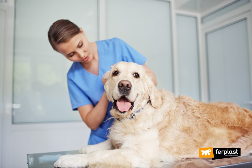 The First Public Veterinary Hospital For Animals Is Coming To Rome