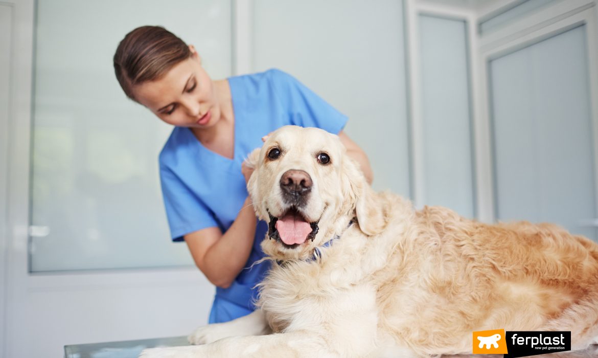 Cane in ospedale veterinario pubblico