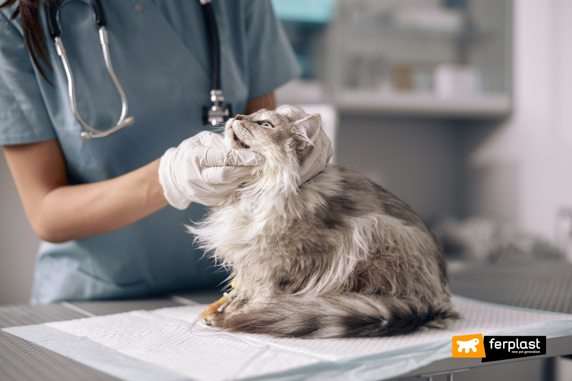Gatto durante la visita in un ospedale veterinario pubblico