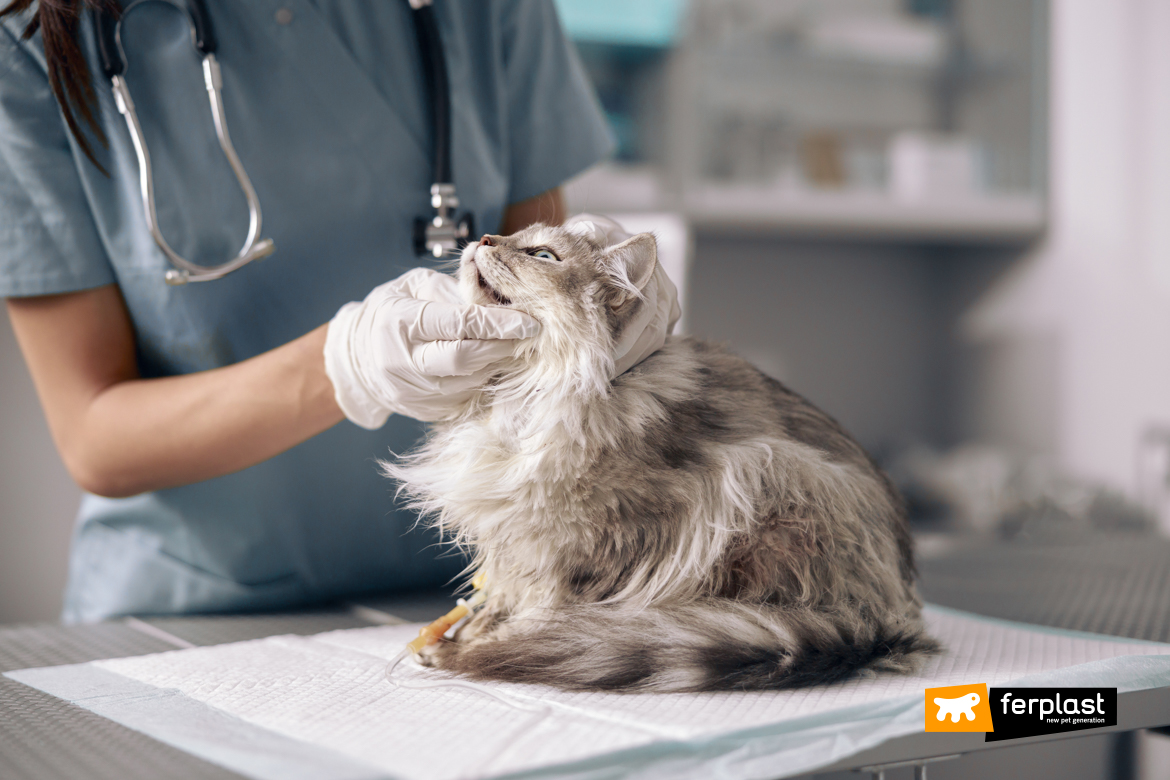 Cat during a veterinary visit in a public veterinary hospital