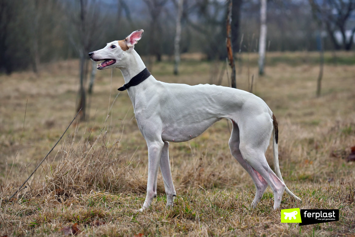 White Spanish greyhound