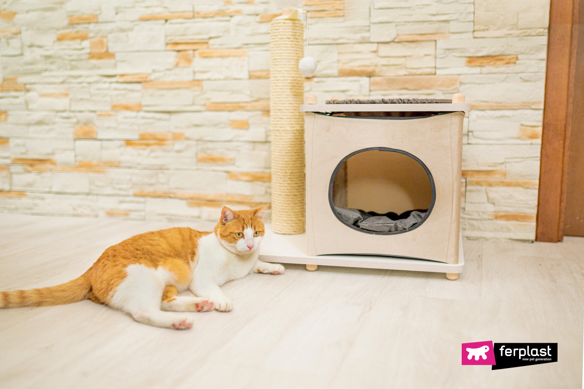 Cat alone in the flat with Yoshi, scratching post by Ferplast
