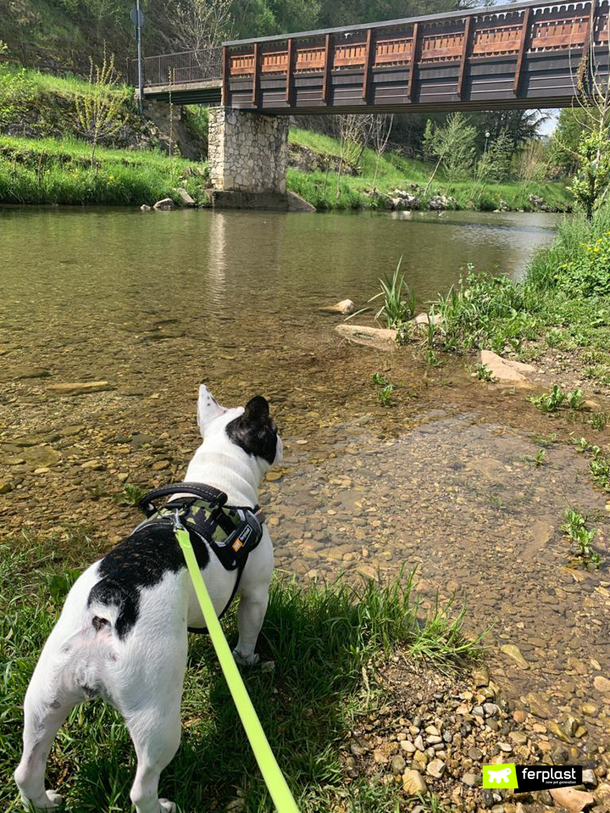 Cão durante uma caminhada ao longo do rio