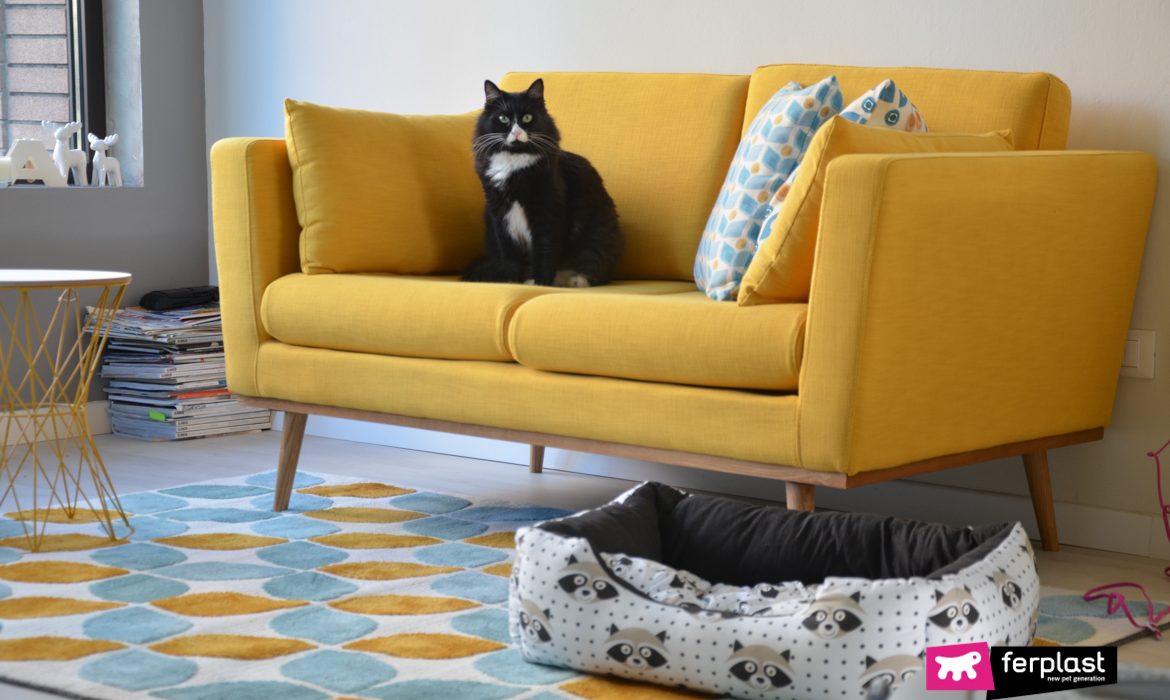 Gatto domestico sul divano