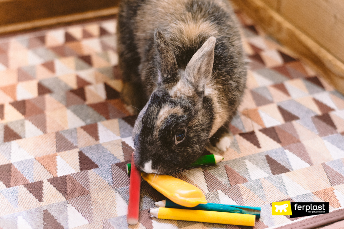 Rabbit is biting nibbling Ferplast toys to reduce the excessive teeth growth