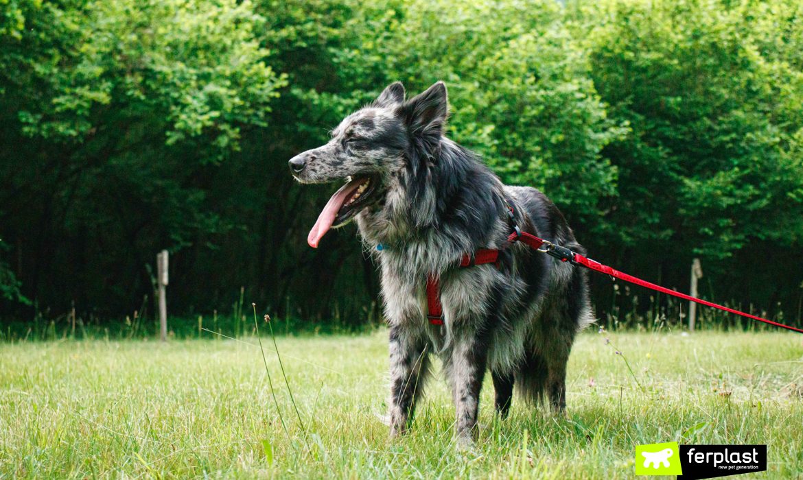 Cane in passeggiata con guinzaglio Ferplast