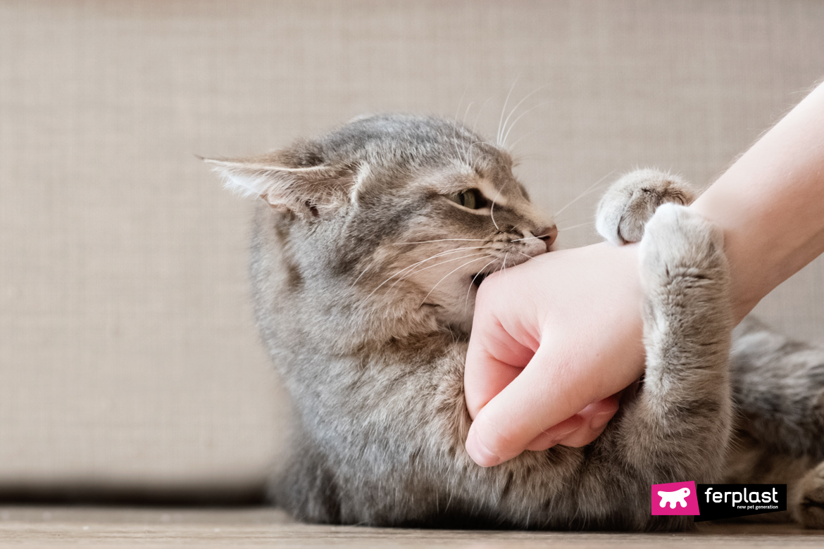 Cat in heat attack his pet parent's hand