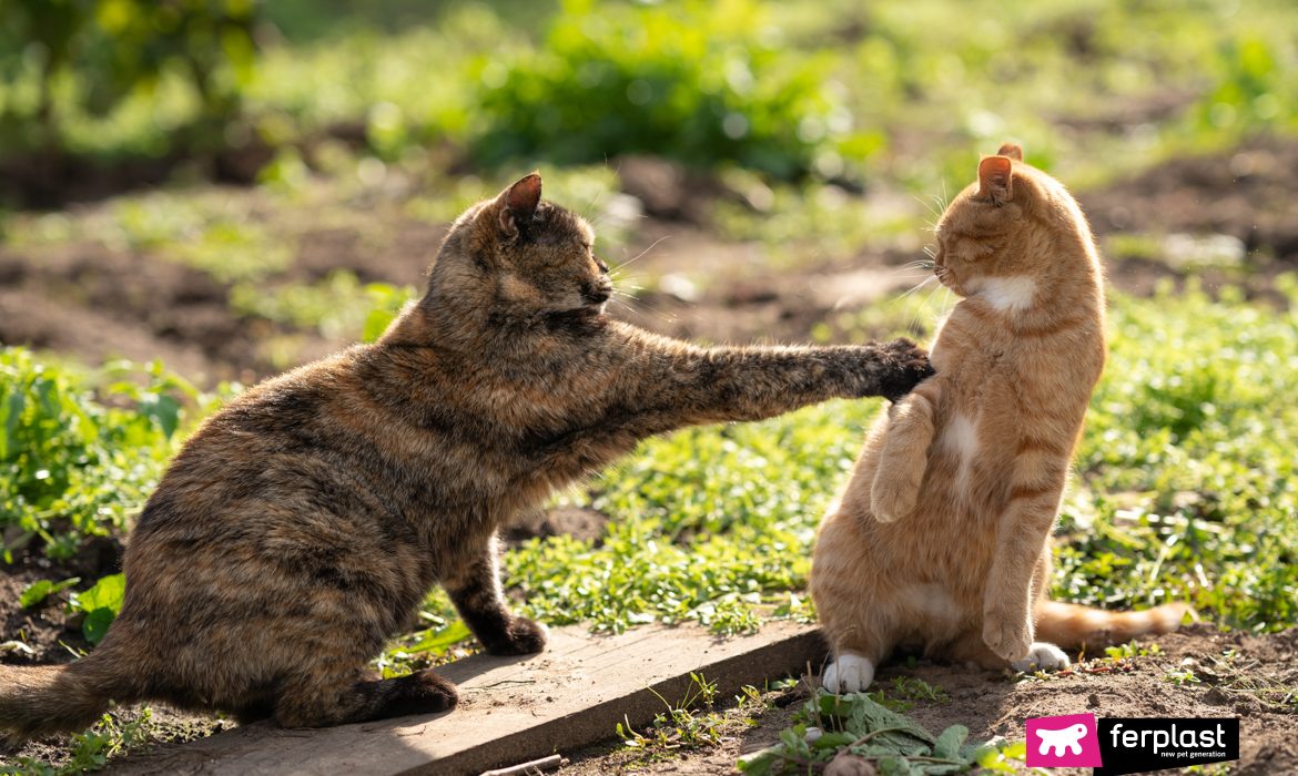 Coppia di gatti in calore mentre litigano